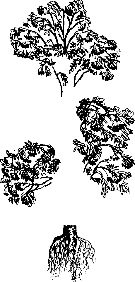 (Sentrunka sorparbo)